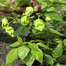 Super Hot Naga Chili Seeds 5 pcs Re-Pack image