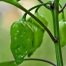 Super Hot Naga Chili Seeds 5 pcs Re-Pack image