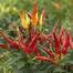 Surjomukhi Chili Seeds Re-Pack image