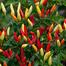 Surjomukhi Chili Seeds Re-Pack image