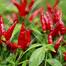 Surjomukhi Chili Seeds Re-Pack image