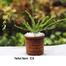 Tetul Fern With 12 inch plastic pot image