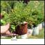 Tetul Fern With 8 inch plastic pot image