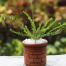 Tetul Fern Without pot image