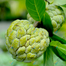 Thai Hybrid Giant Sugar Apple Seeds Re-Pack - 5pcs image