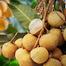 Thai Longan fruit Seeds 5pcs image
