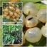 Thai Longan fruit Seeds 5pcs image