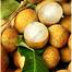 Thai Longan fruit Seeds 5pcs image