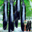 Thick And Tender Long Eggplant Seeds Re-Pack - 0.1gm image
