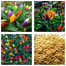 Top Selling 5 Type Hot Chili Seeds Combo Pack - 0.5gm image