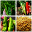 Top Selling 5 Type Hot Chili Seeds Combo Pack - 0.5gm image