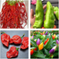 Top Selling 5 Type Hot Chili Seeds Combo Pack - 0.5gm image