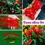 Top Selling 5 Type Hot Chili Seeds Combo Pack - 0.5gm image