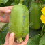 Variegated Sponge Gourd Seeds 10Pcs image
