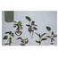 Wall Mounted Glass Tree Plantation Polished Water Jar image