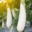 White Eggplant SEEDS Re-Pack image