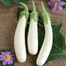 White Eggplant SEEDS Re-Pack image