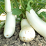 White Eggplant SEEDS Re-Pack image