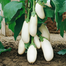 White Eggplant SEEDS Re-Pack image