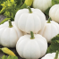 White Pumpkin Seeds Re-Pack 10pcs image