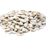 White Pumpkin Seeds Re-Pack 10pcs image