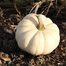 White Pumpkin Seeds Re-Pack 10pcs image