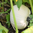 White Pumpkin Seeds Re-Pack 10pcs image