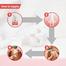 Wiggles Eraditch Spot on for Cats Fleas Ticks Remover Treatment Drops 0.5ml image