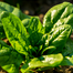 Winter Palong Shak Seeds 200 Pcs image
