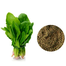 Winter Palong Shak Seeds 200 Pcs image