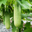 Winter Queen 12 Pata Cucumber Seeds (Re-pack) - 20 pcs image