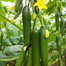 Winter Queen 12 Pata Cucumber Seeds (Re-pack) - 20 pcs image