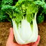 Yellow Cabbage Seeds Imported Seeds Re-Pack - 10 pcs image