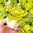 Yellow Cabbage Seeds Imported Seeds Re-Pack - 10 pcs image
