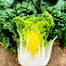 Yellow Cabbage Seeds Imported Seeds Re-Pack - 10 pcs image