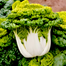 Yellow Cabbage Seeds Imported Seeds Re-Pack - 10 pcs image