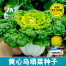 Yellow Cabbage Seeds Imported Seeds Re-Pack - 10 pcs image