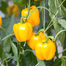 Yellow Capsicum Seeds - 5 Pcs image