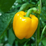 Yellow Capsicum Seeds - 5 Pcs image