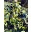  Kerala King Shim Seeds 10pcs Seeds Re-Pack image