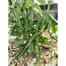  Kerala King Shim Seeds 10pcs Seeds Re-Pack image