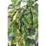  Kerala King Shim Seeds 10pcs Seeds Re-Pack image