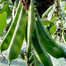  khato Jater Pari seem - 0.1gm image