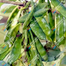  khato Jater Pari seem - 0.1gm image