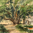 Banyan Tree Watercolor Painting - (26x26)inchs image