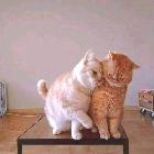 user-img